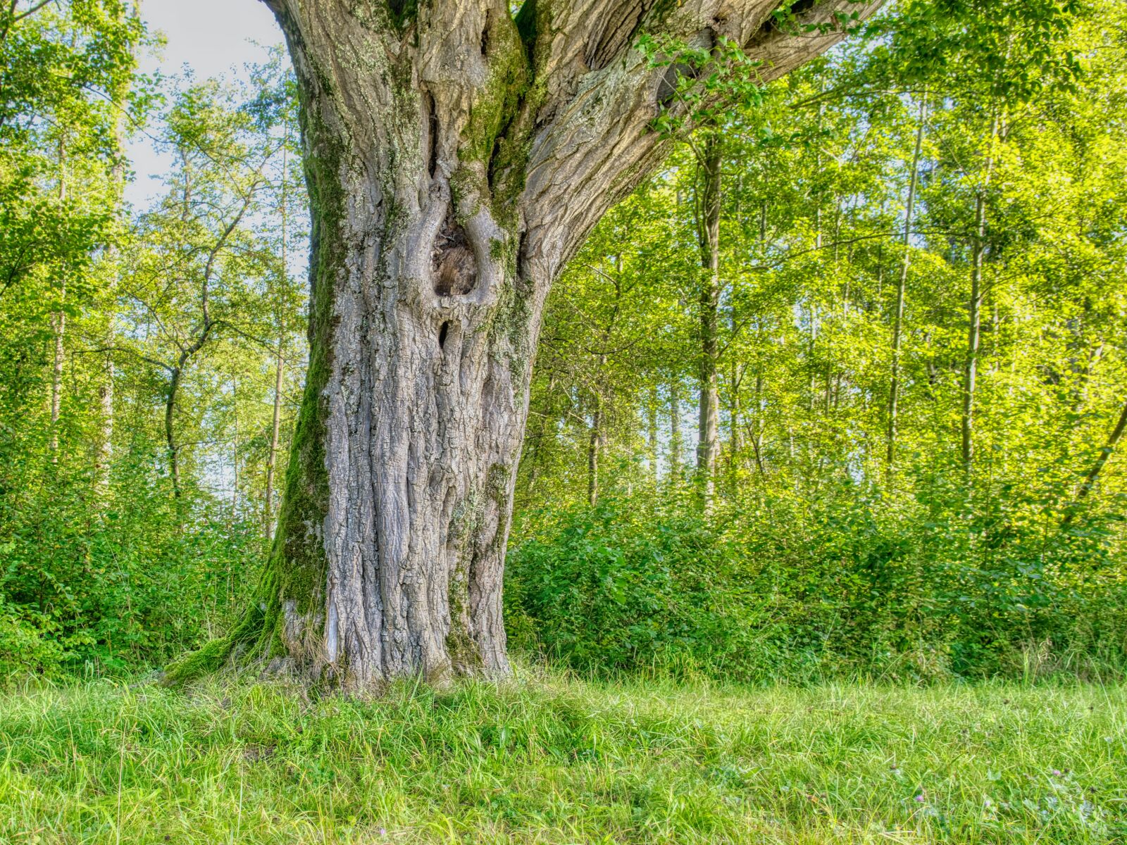 Nikon D7500 sample photo. Log, individually, tree photography