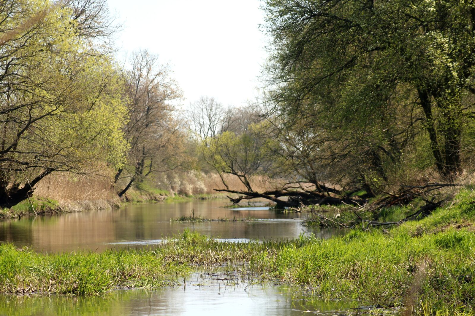 Canon EOS 1200D (EOS Rebel T5 / EOS Kiss X70 / EOS Hi) sample photo. River, water, tree photography