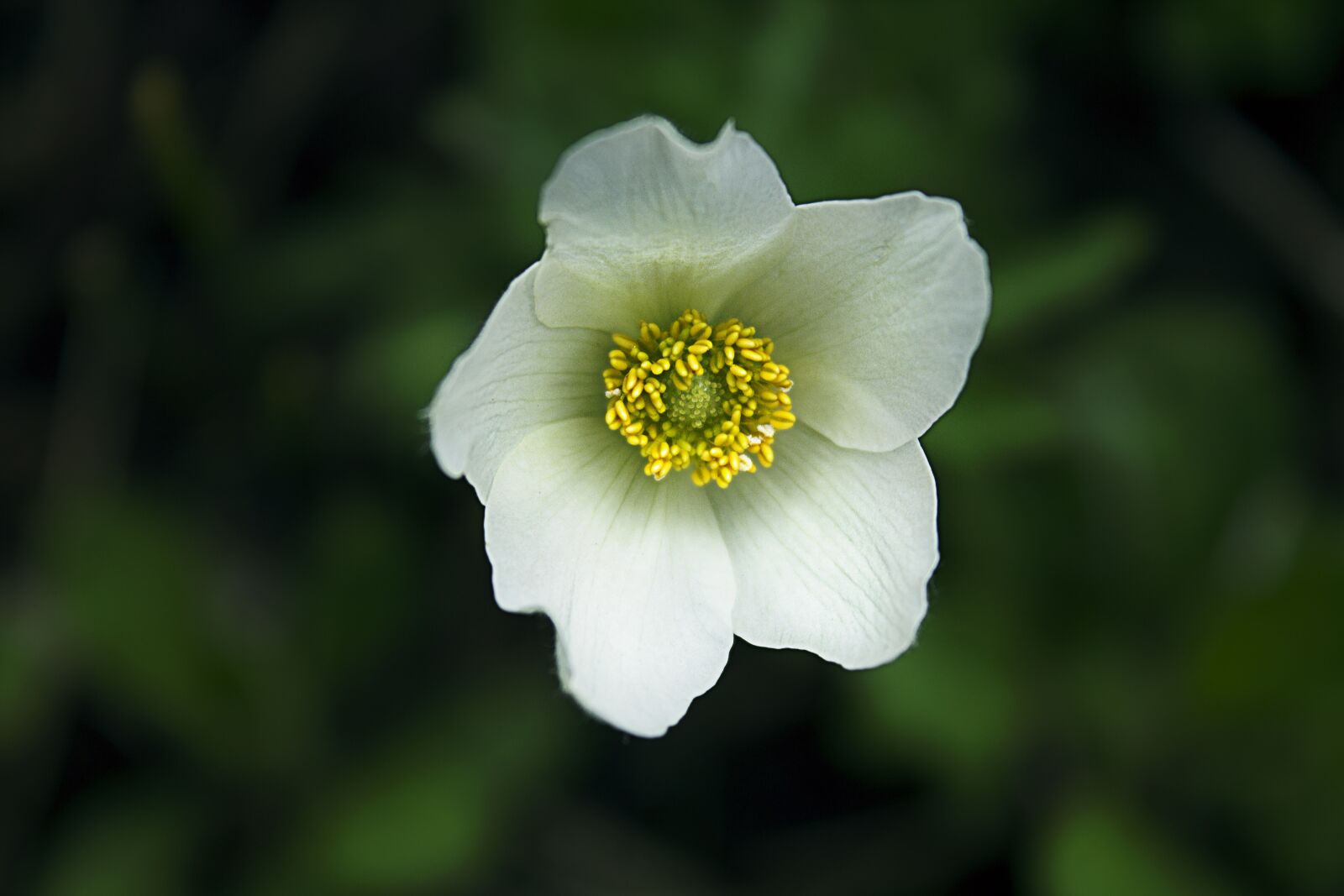 Canon EOS 1100D (EOS Rebel T3 / EOS Kiss X50) sample photo. Anemone, flower, blossom photography