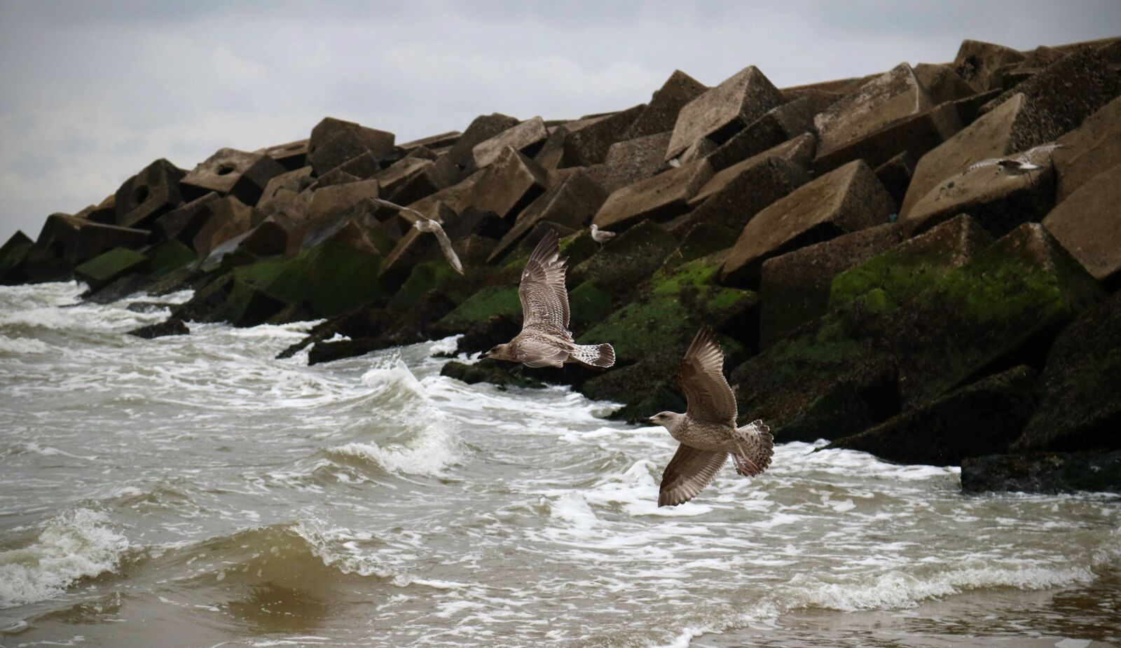 Canon EOS 750D (EOS Rebel T6i / EOS Kiss X8i) sample photo. Stormy, sea, seagull photography