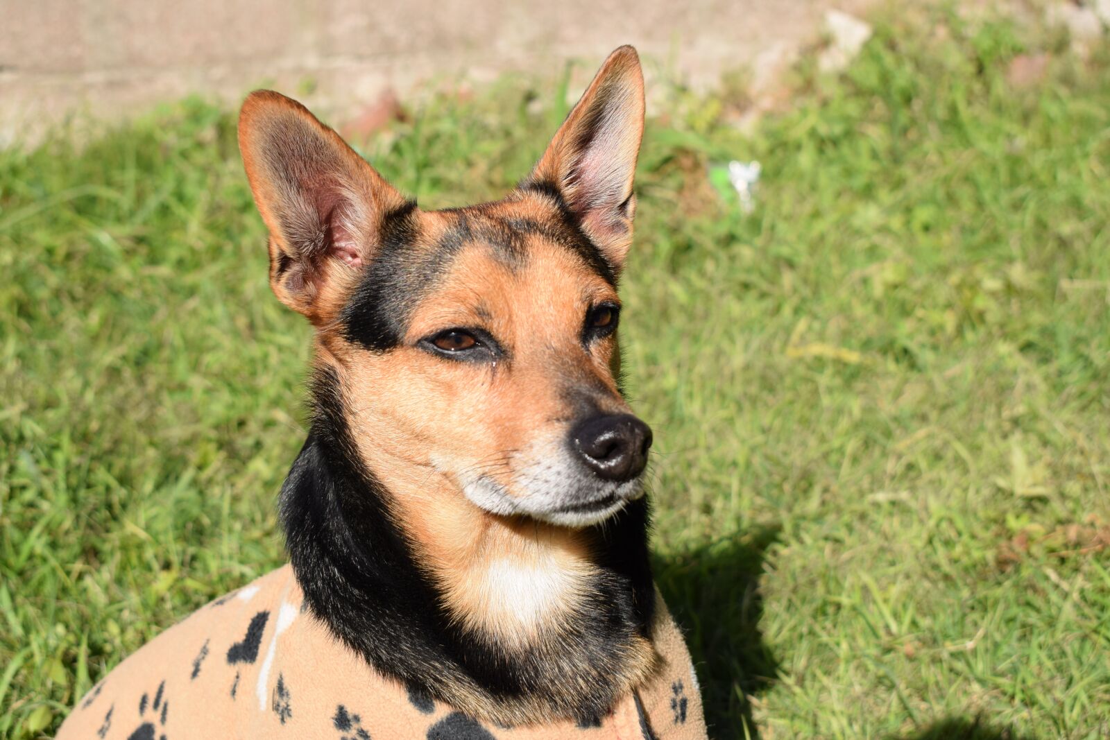 Nikon D5300 sample photo. Animal, doggy, funny photography