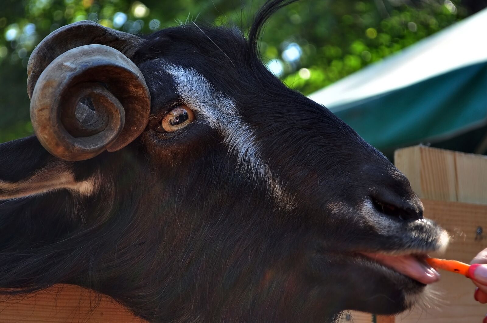 Nikon D90 sample photo. Goat, carrot, eye photography