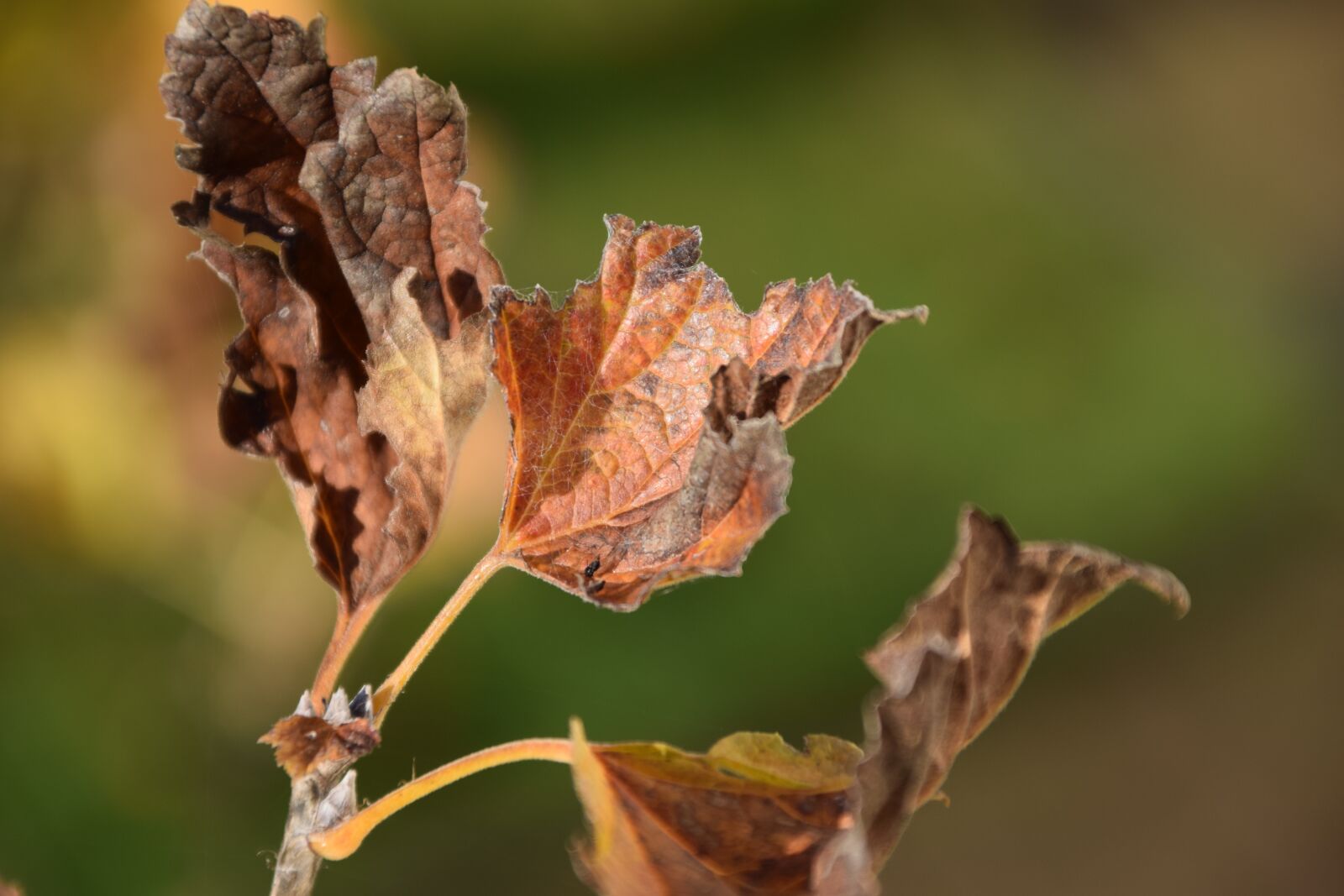 Nikon D3300 sample photo. Leaves, dry, nature photography