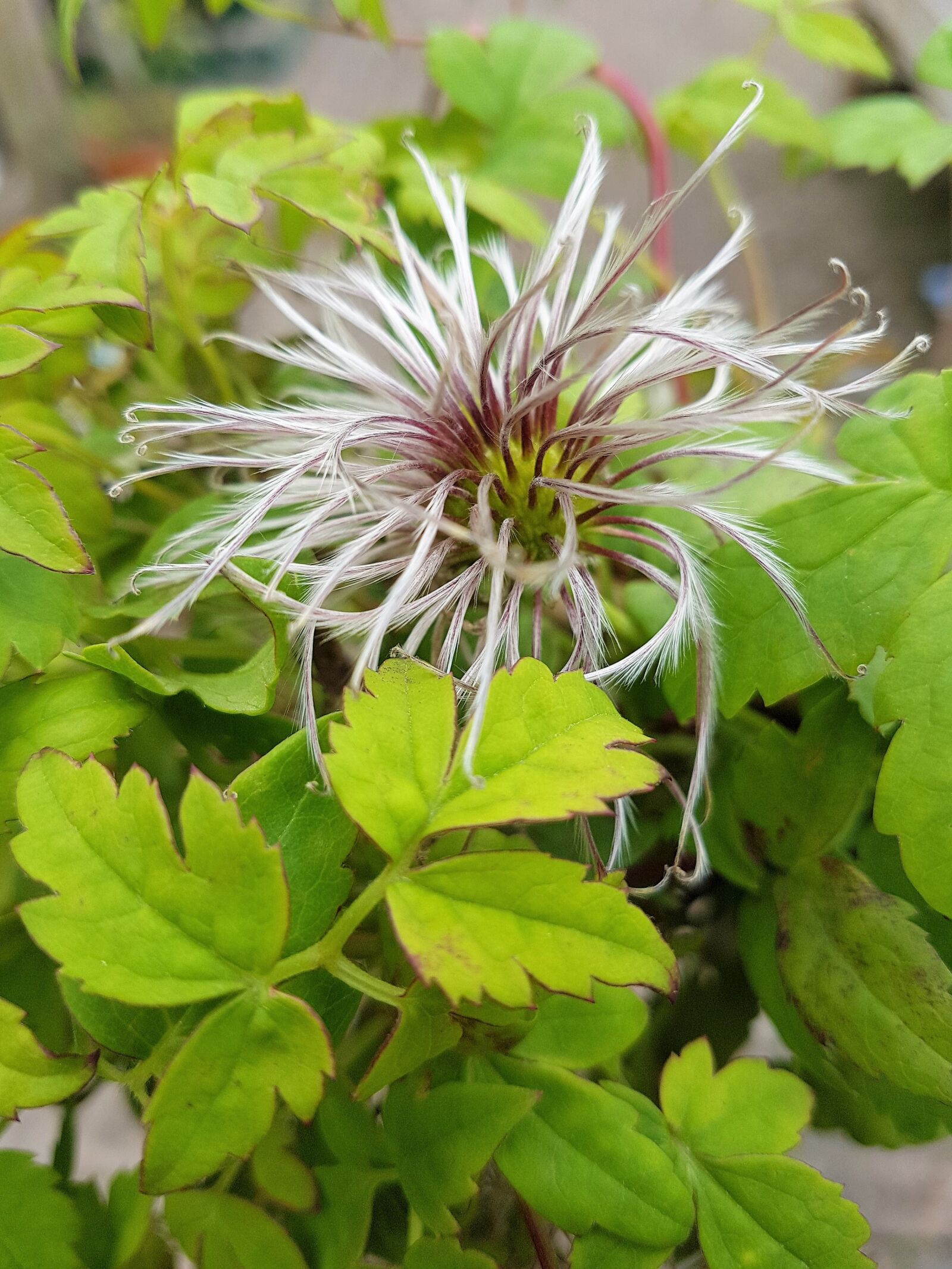 Samsung Galaxy S7 Edge sample photo. Flower, bloom, plant photography
