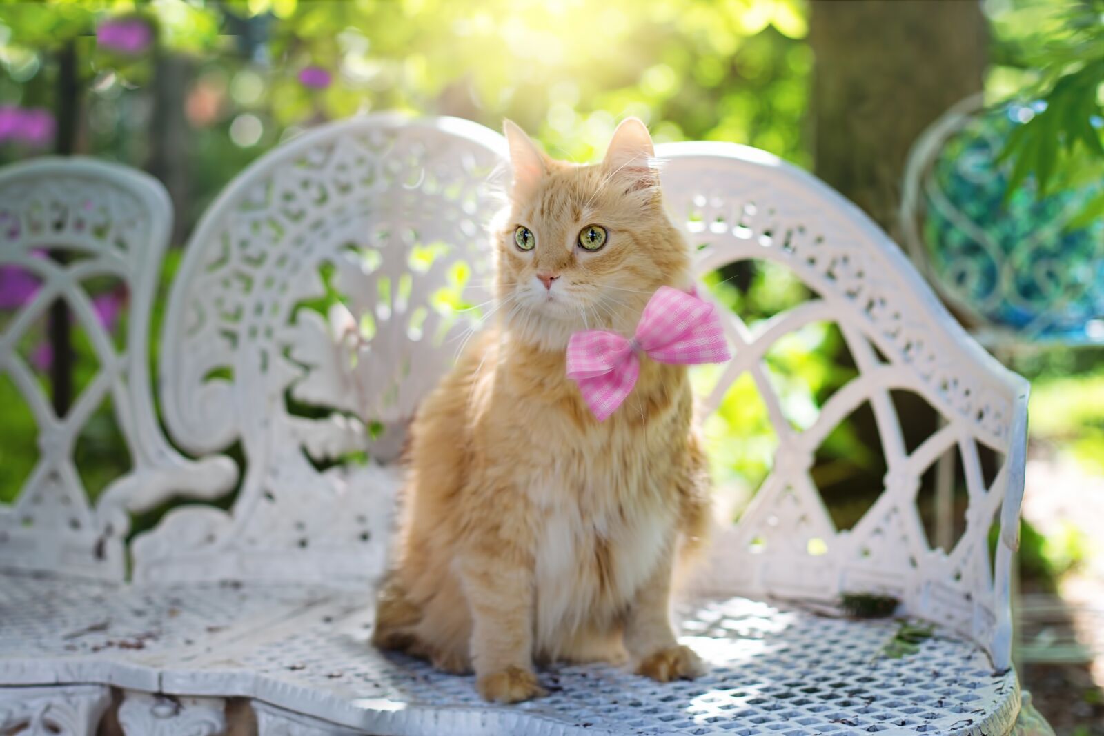 Canon EF 50mm F1.4 USM sample photo. Cat, kitty, feline photography