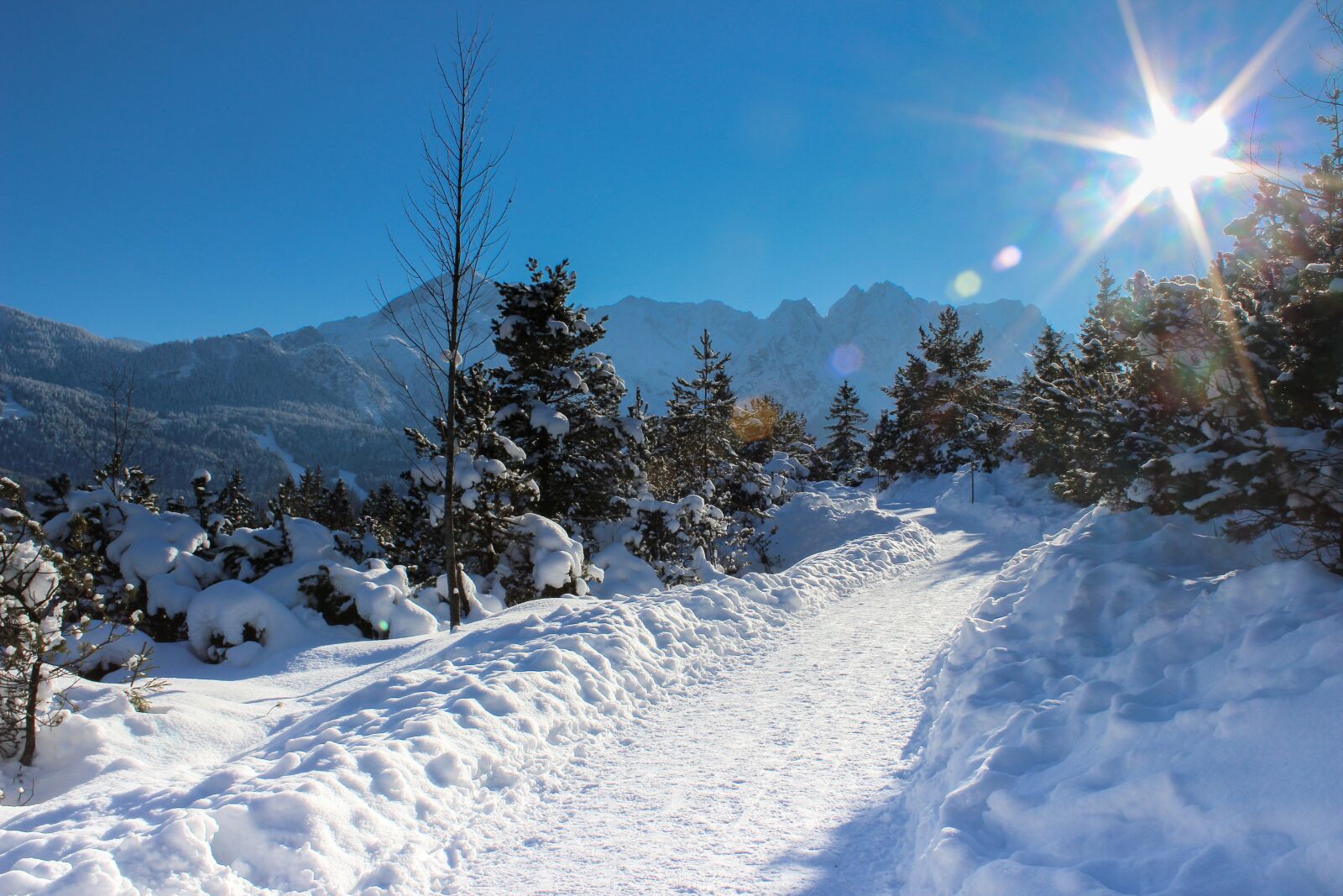 Canon EOS 600D (Rebel EOS T3i / EOS Kiss X5) sample photo. Alpine, alpspitze, trees photography