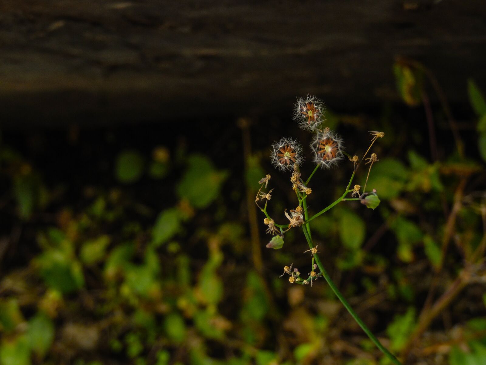 Samsung WB2200F sample photo. Flora, natura, beauty photography