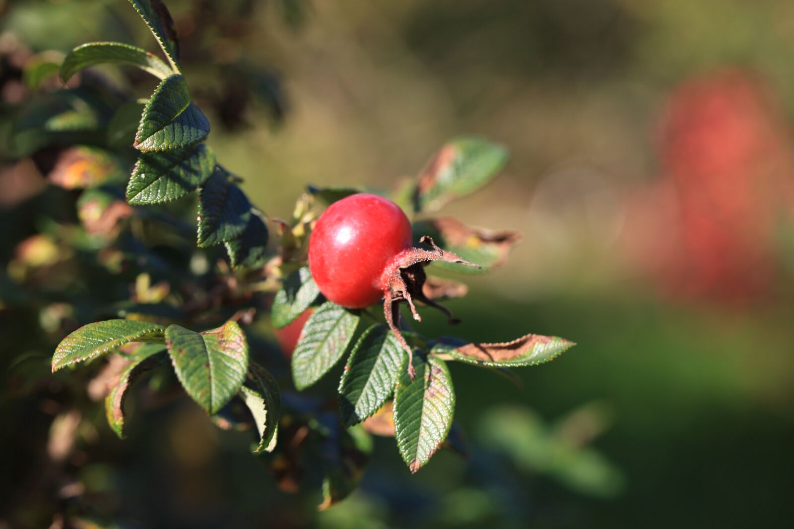 Canon EOS 5D Mark II sample photo. Autumn, rose, fruit photography