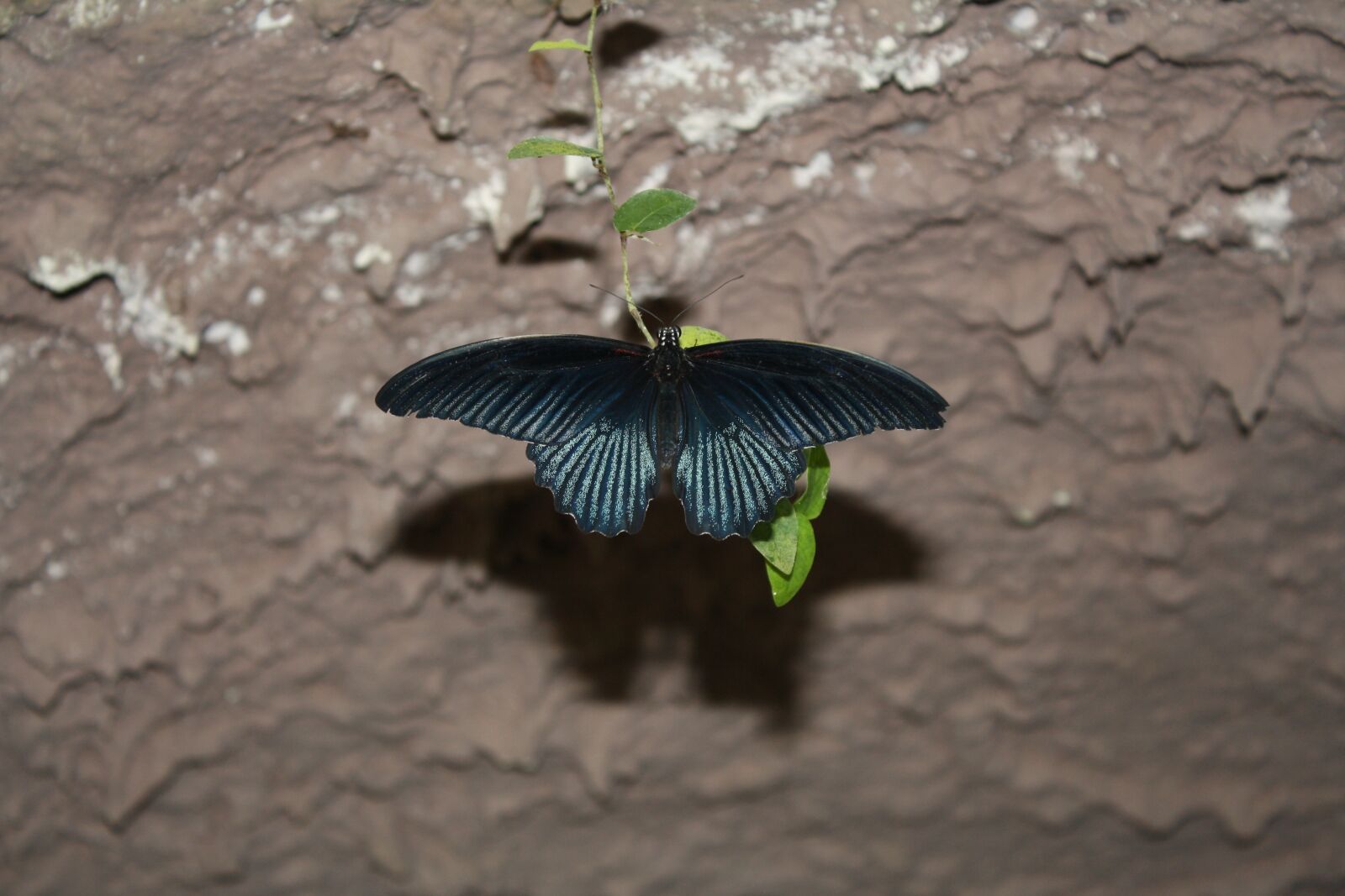 Canon EOS 1000D (EOS Digital Rebel XS / EOS Kiss F) sample photo. Great mormon, butterfly, insect photography