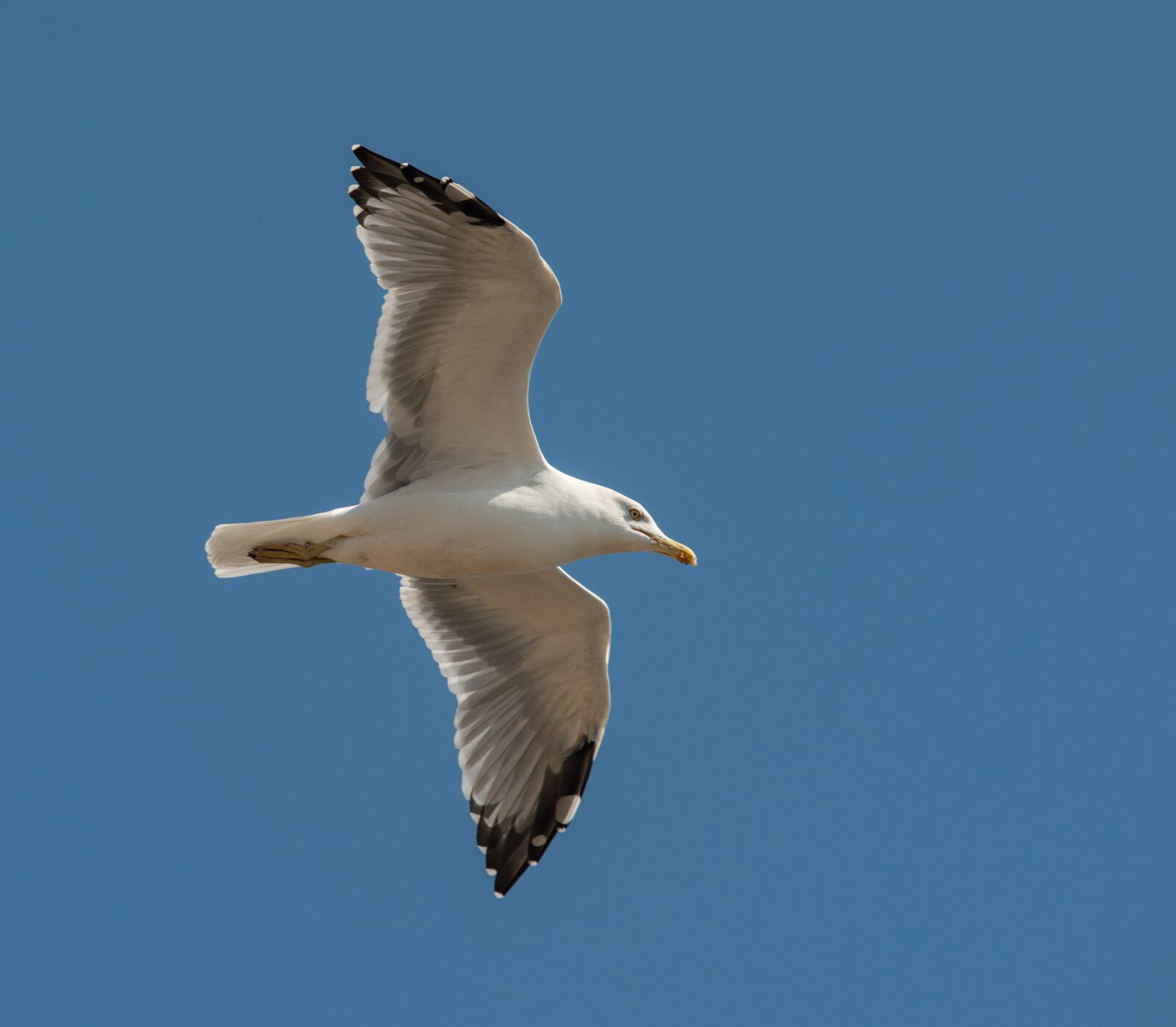 Nikon D800E sample photo. The seagull, bird, flying photography