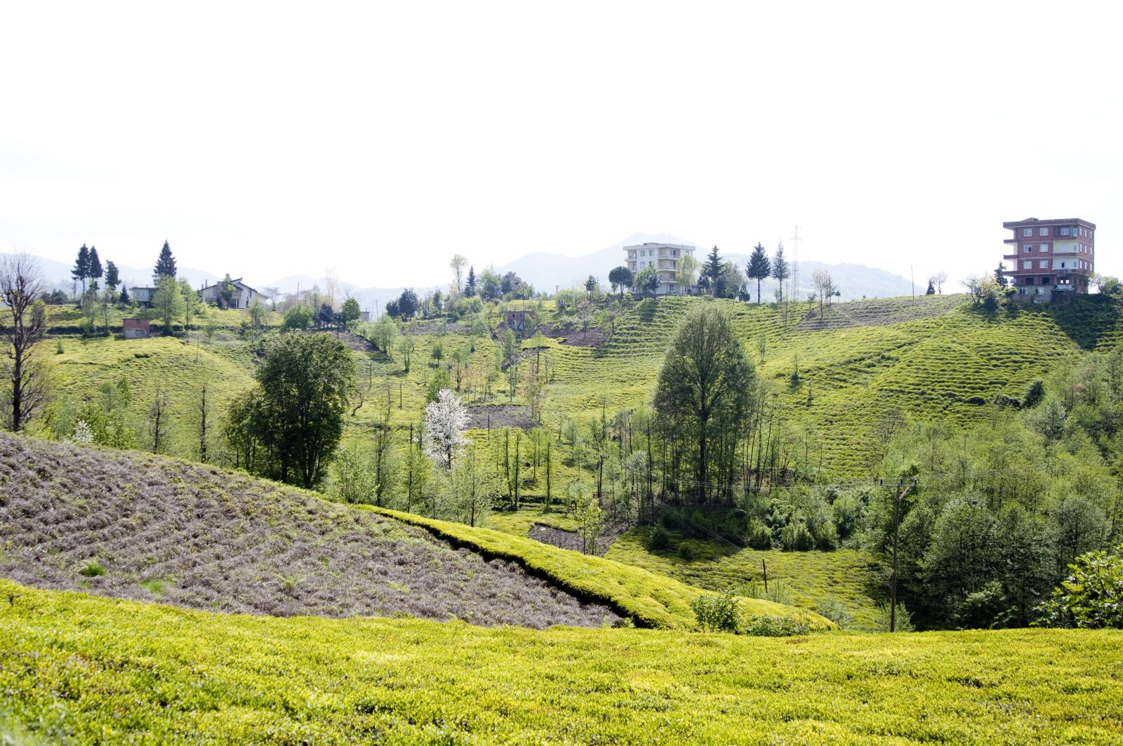 Nikon D300 sample photo. Laz, laz village, tea photography