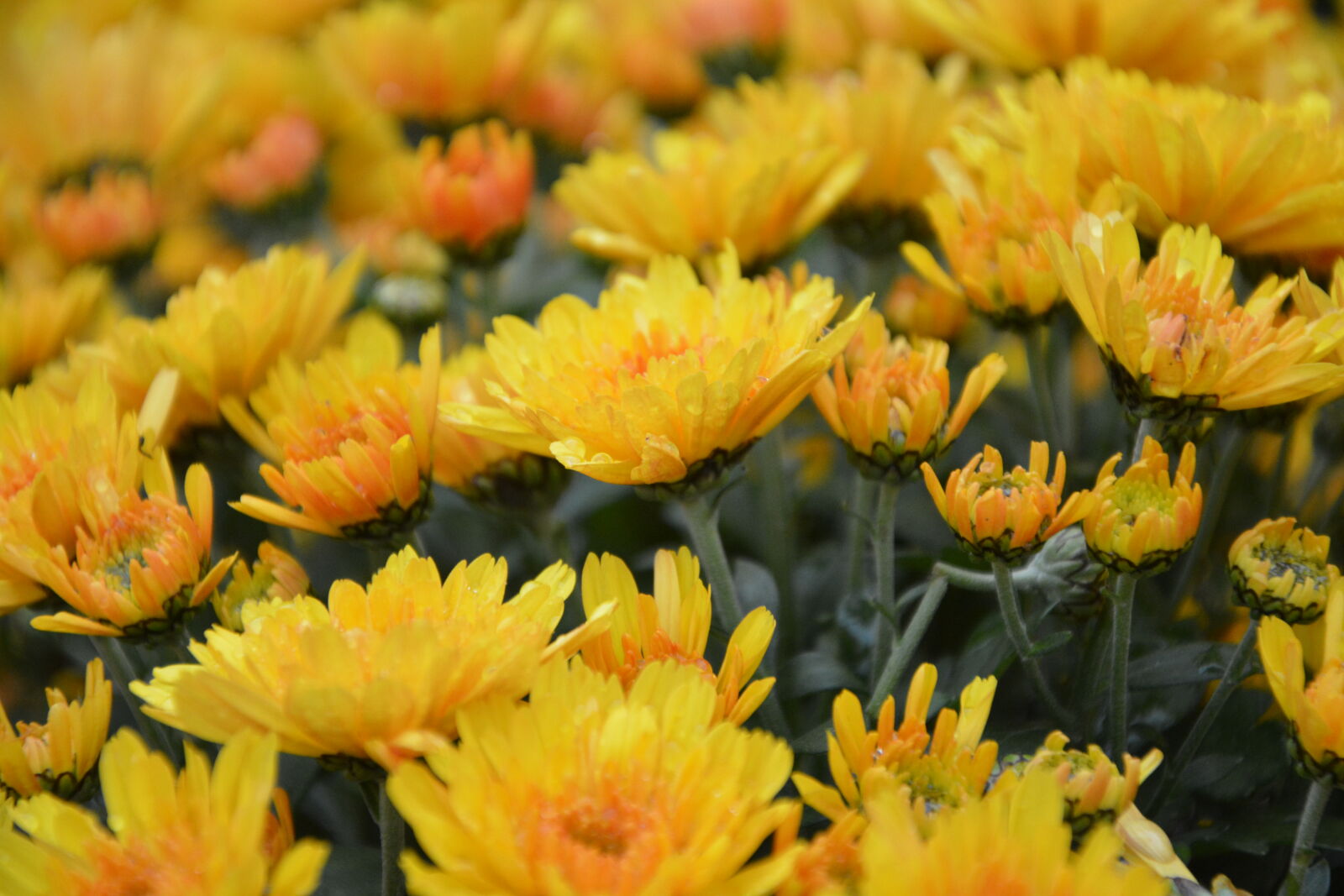 Nikon D5200 sample photo. Fleur, fleurs, couleur, jaune photography