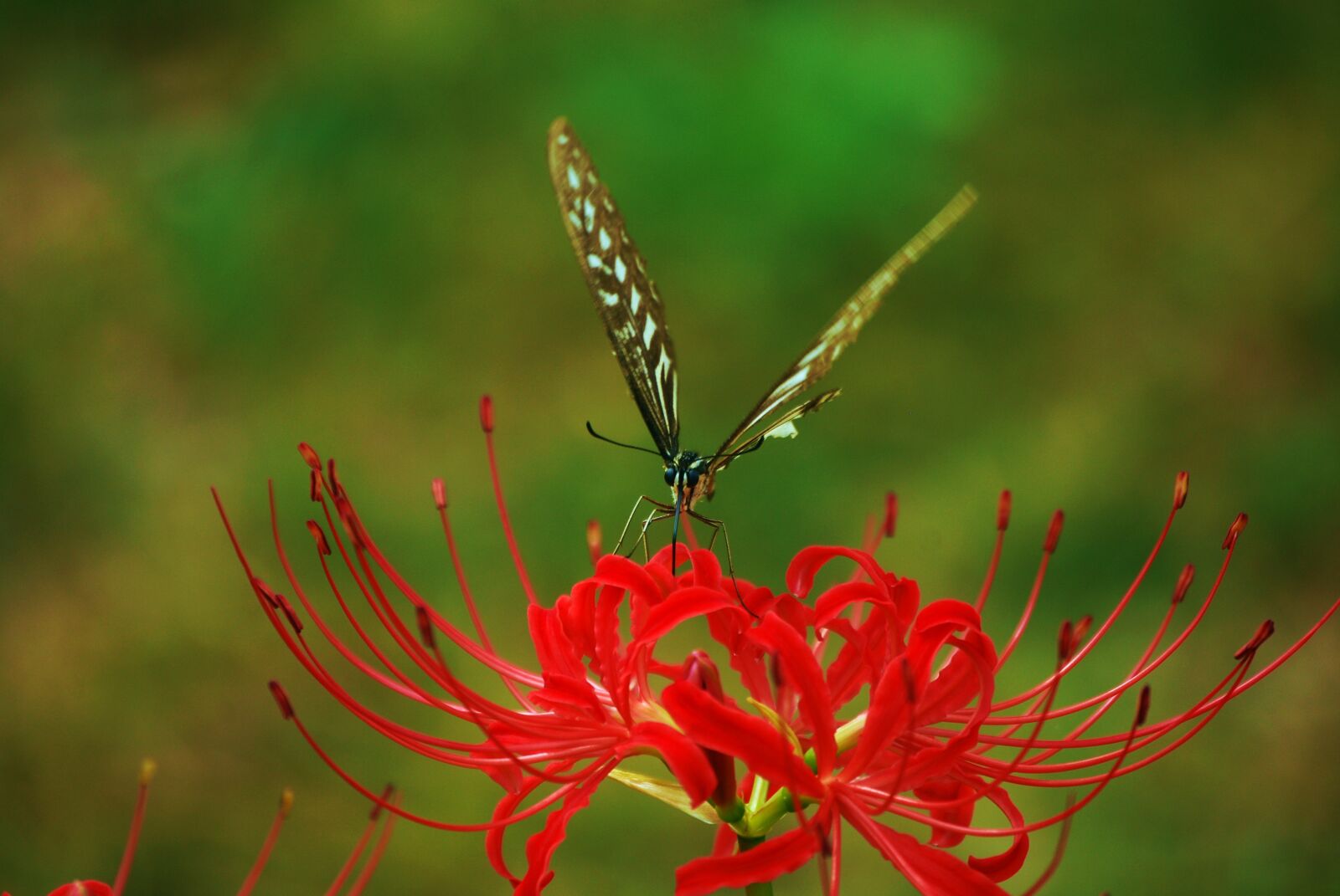 Nikon D60 sample photo. Butterfly, swallowtail, flowers photography