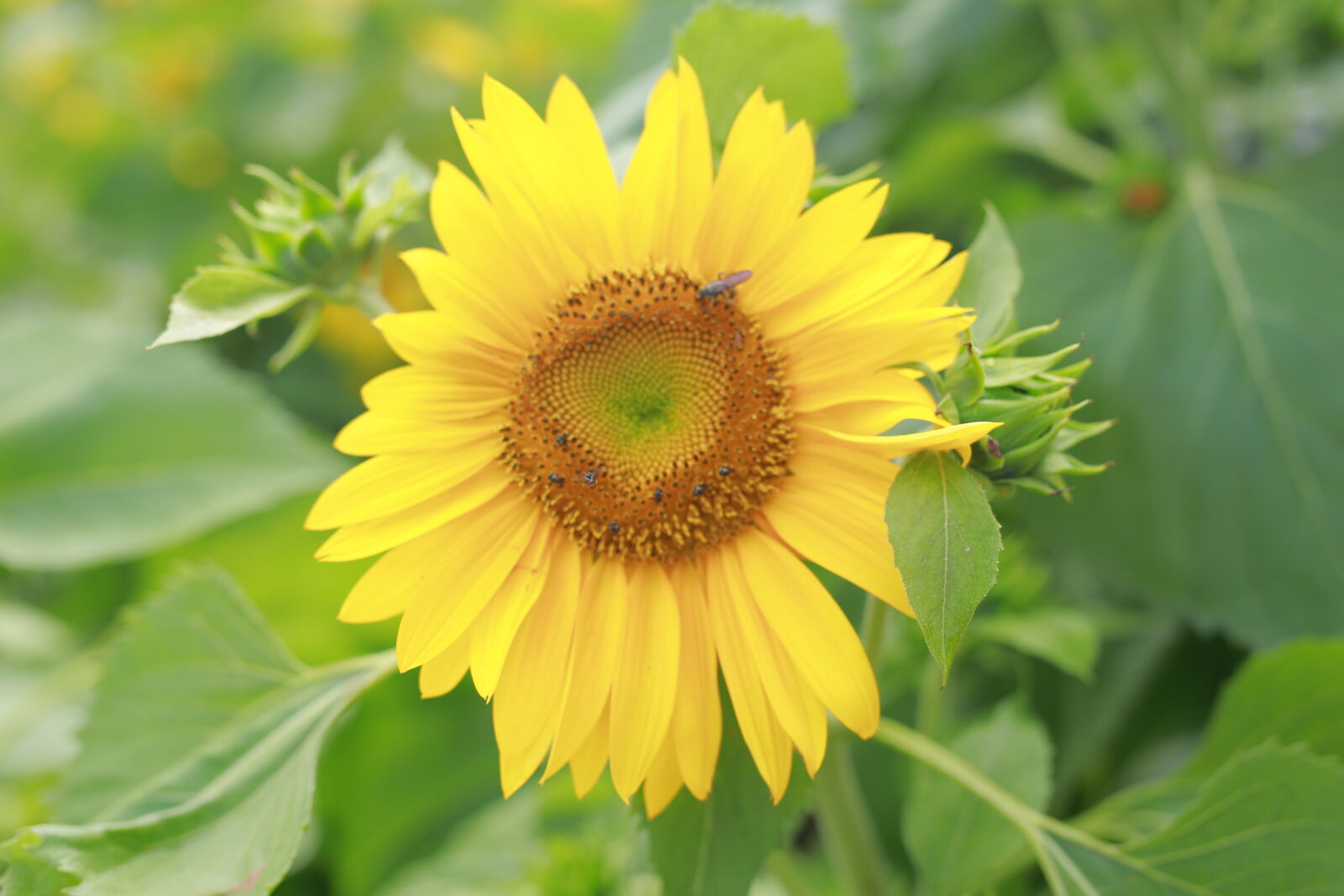 Canon EOS 6D sample photo. Bee, and, sunflower photography