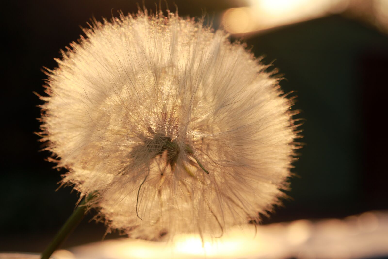 Canon EOS 77D (EOS 9000D / EOS 770D) sample photo. Dandelion, flower, nature photography