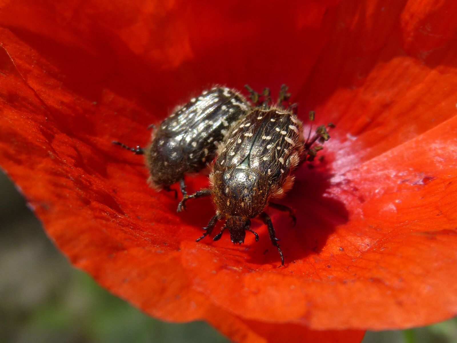 Panasonic DMC-FZ62 sample photo. Oxythyrea funesta, beetle, coleoptera photography