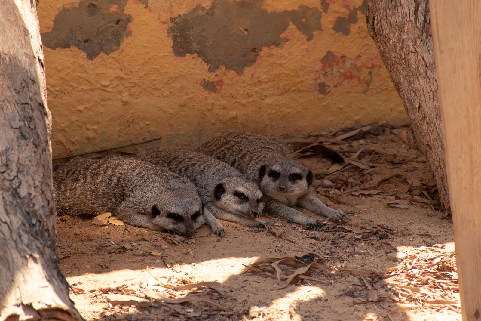 Nikon D5500 sample photo. Prairie dog, animal, zoo photography