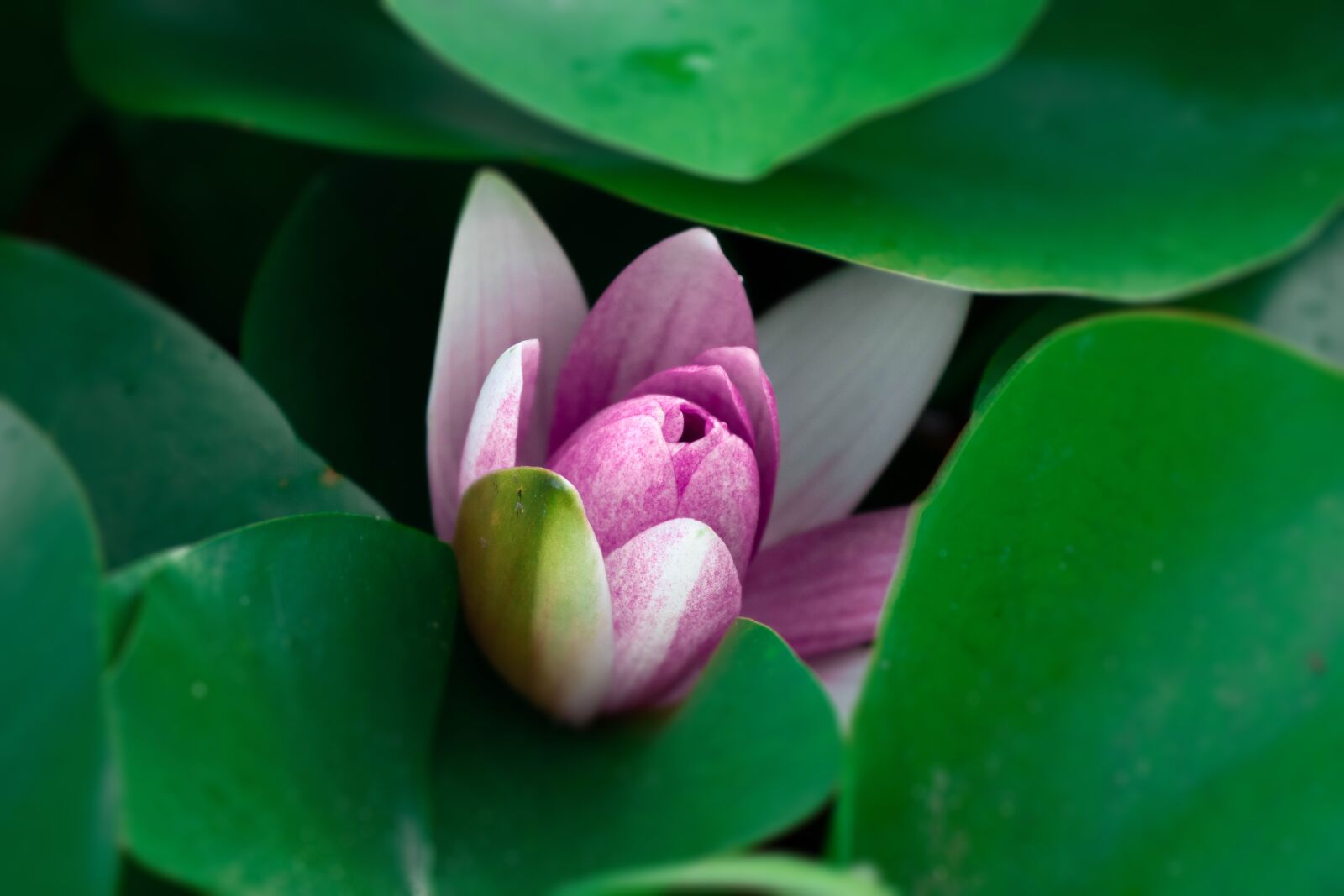 Canon EOS 200D (EOS Rebel SL2 / EOS Kiss X9) sample photo. Water lilies, lotus, water photography