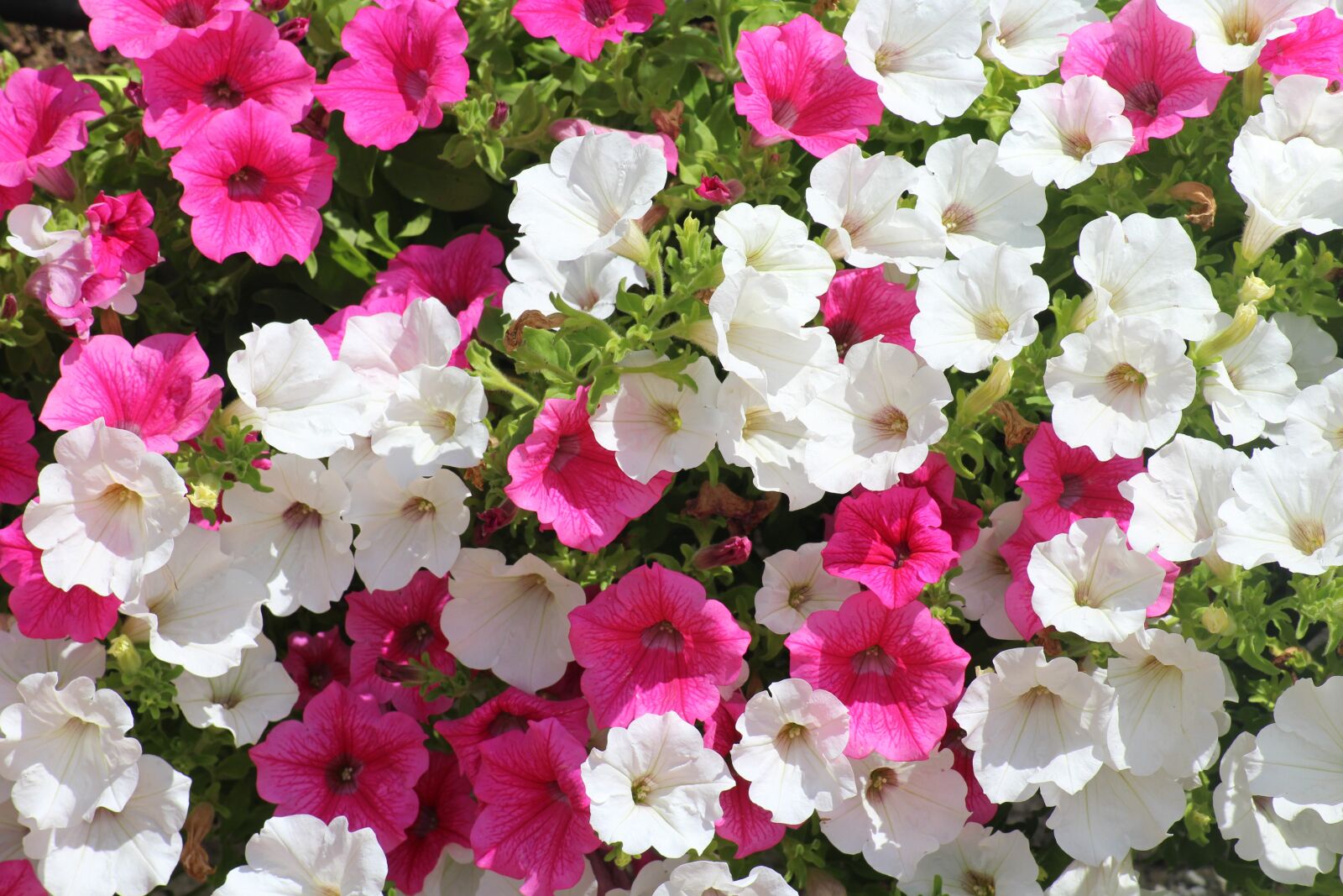Canon EOS 1200D (EOS Rebel T5 / EOS Kiss X70 / EOS Hi) sample photo. Flowers, petunias, summer photography
