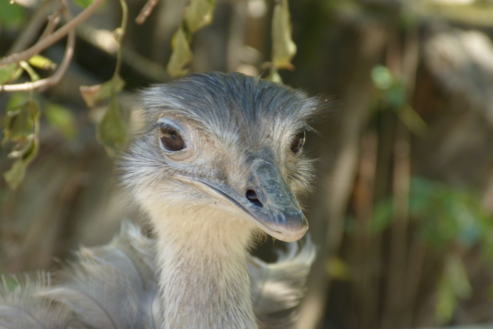 Panasonic Lumix DMC-FZ150 sample photo. Bouquet, bird, ostrich photography
