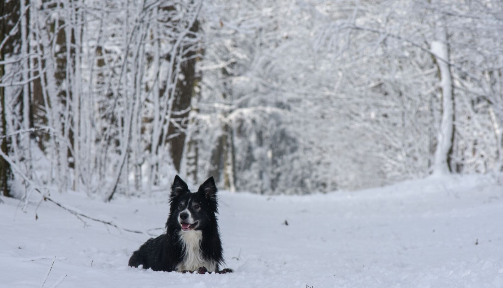 Nikon D7200 sample photo. Snow, dog, border photography