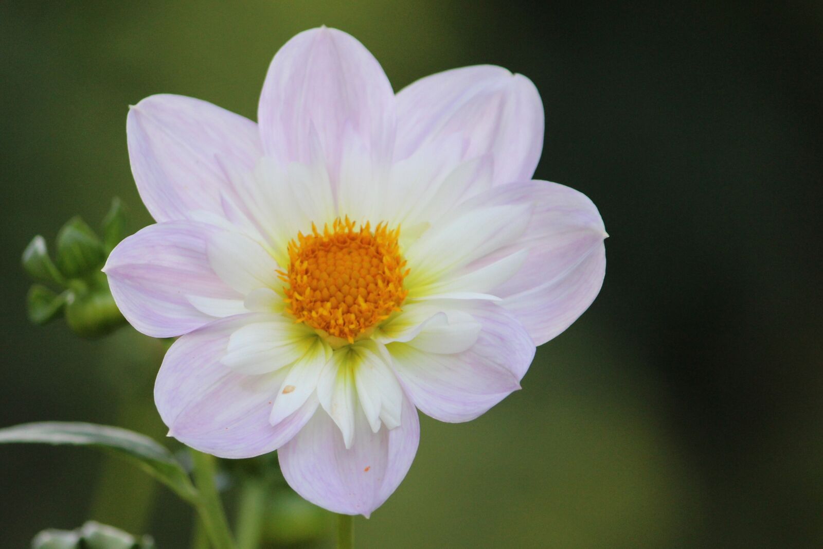 Canon EF-S 55-250mm F4-5.6 IS II sample photo. Dahlia, blossom, bloom photography