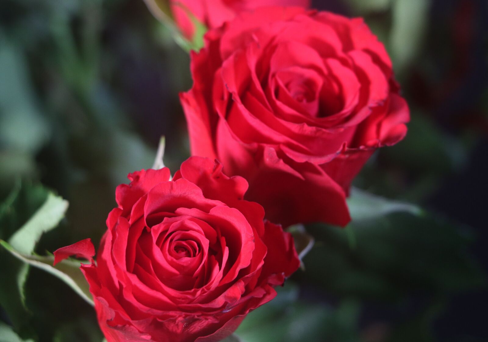 Canon EOS 7D Mark II sample photo. Rose, bloom, plant photography