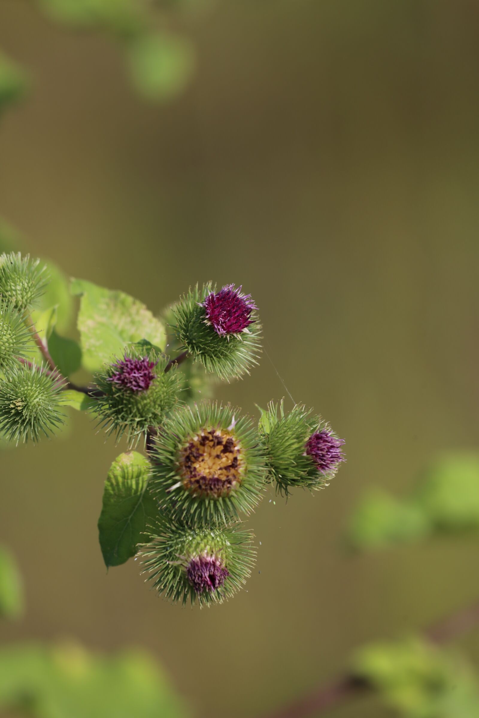 Canon EF 100-400mm F4.5-5.6L IS USM sample photo. Thistle, plant, nature photography