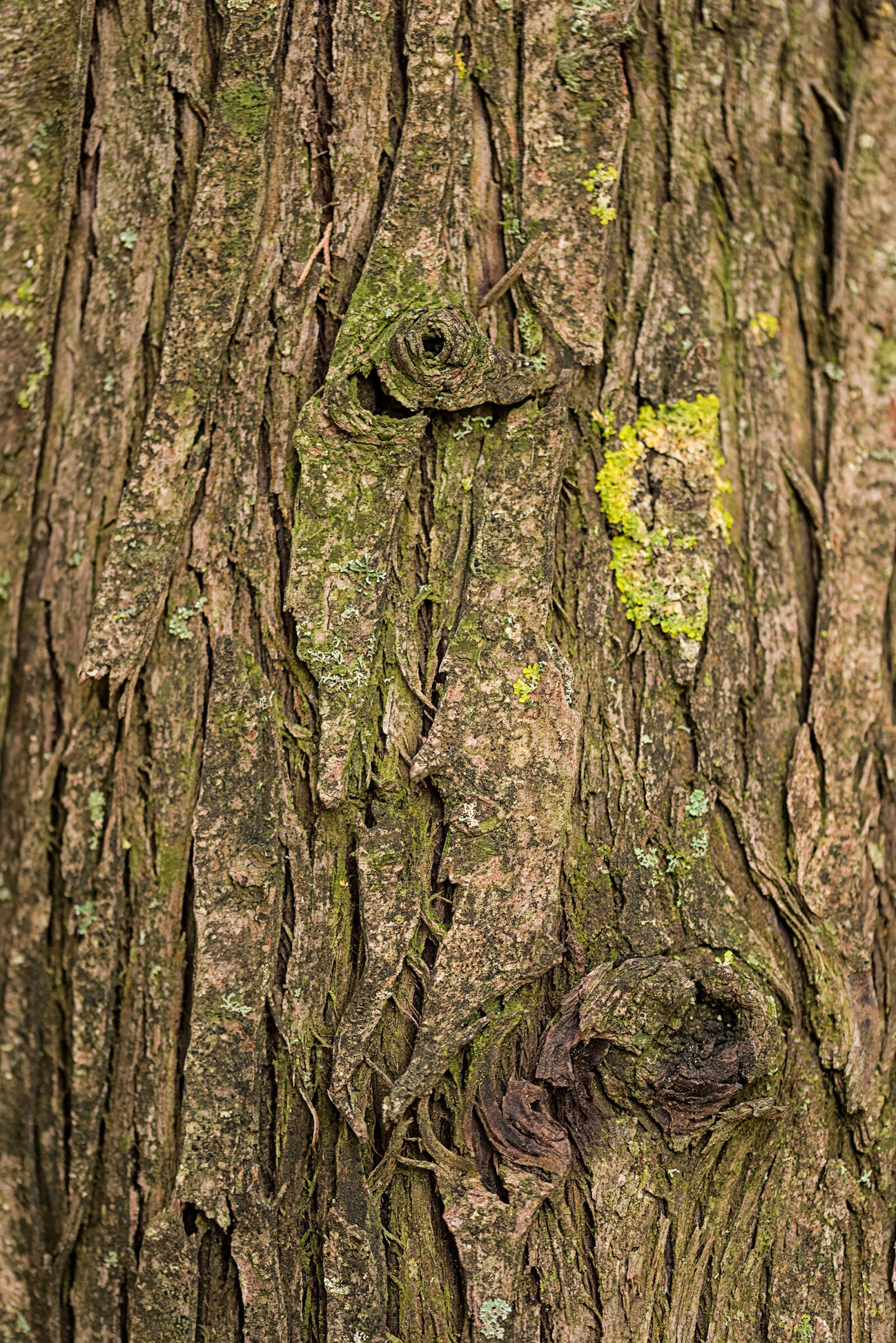 Nikon D810 sample photo. Wood, tree, nature photography