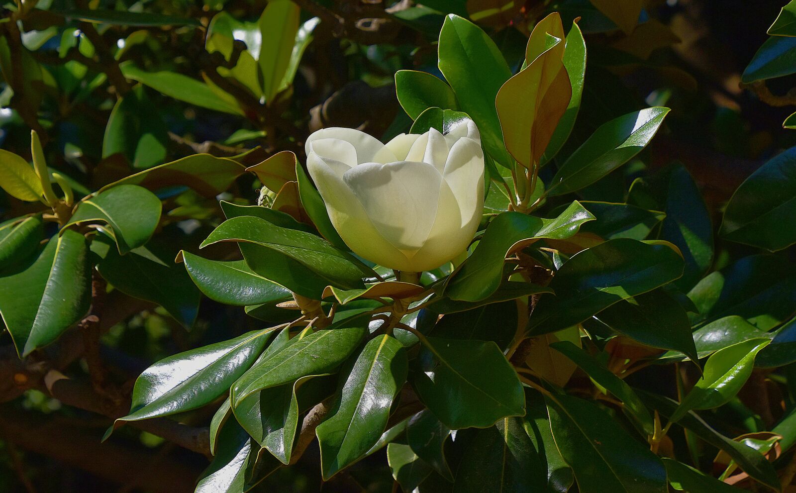 Nikon D7200 sample photo. Flower, garden, petals photography