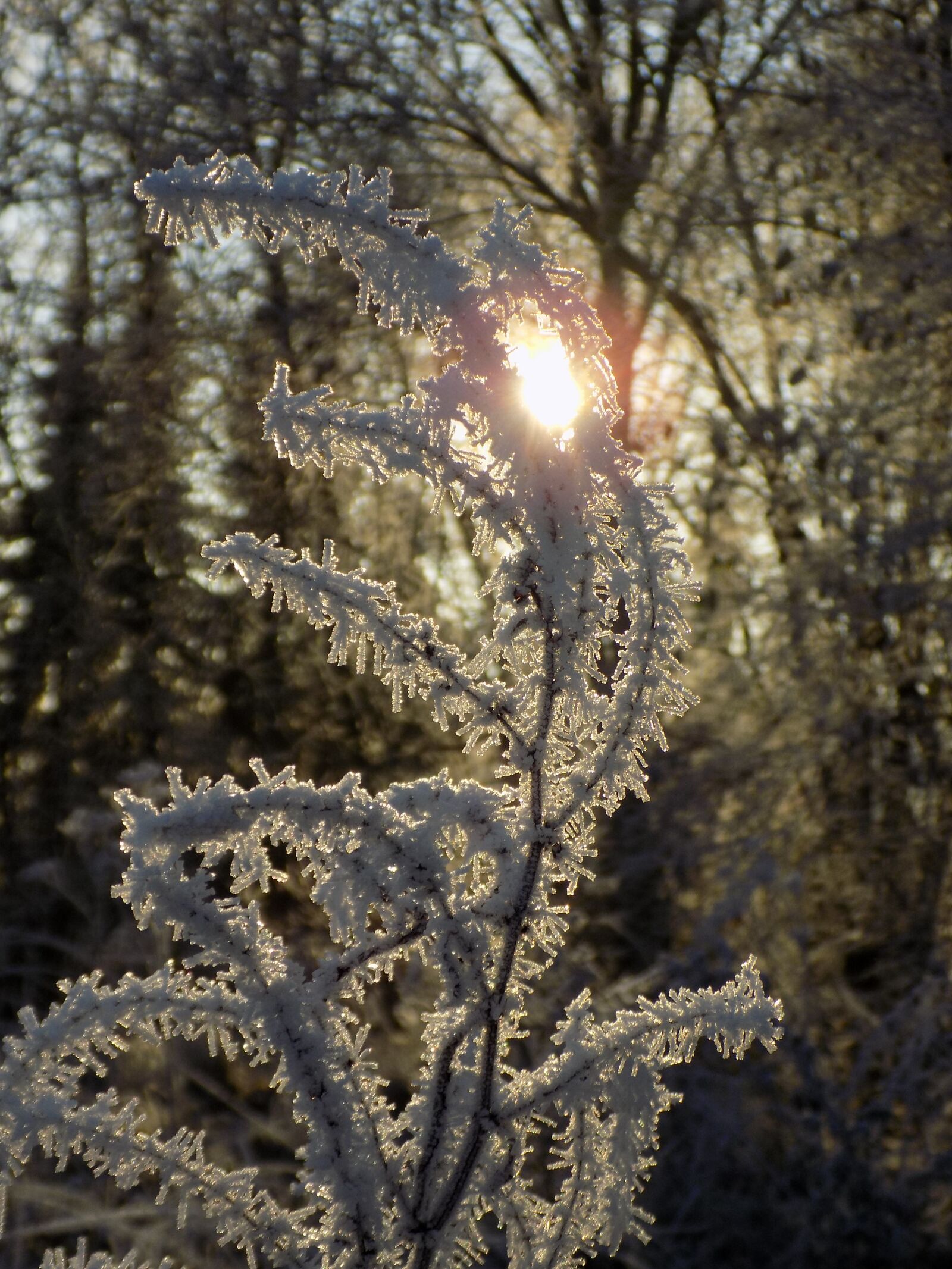 Nikon COOLPIX L340 sample photo. Frost, white, icy photography