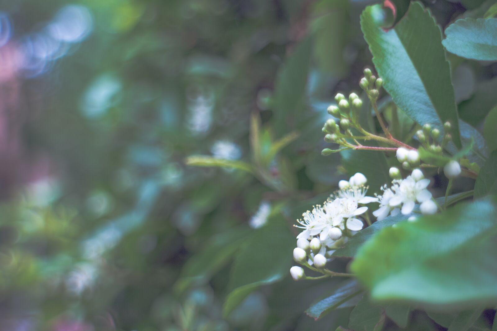 Canon EOS M2 sample photo. White flowers, spring, bloom photography