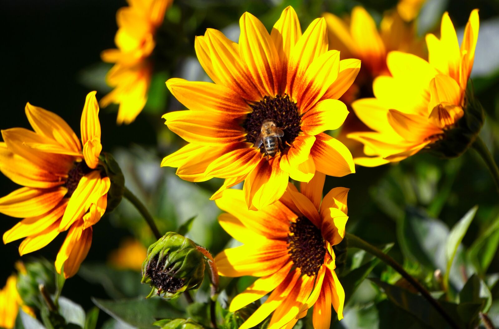 Sony E 55-210mm F4.5-6.3 OSS sample photo. Sunflower, blossom, bloom photography