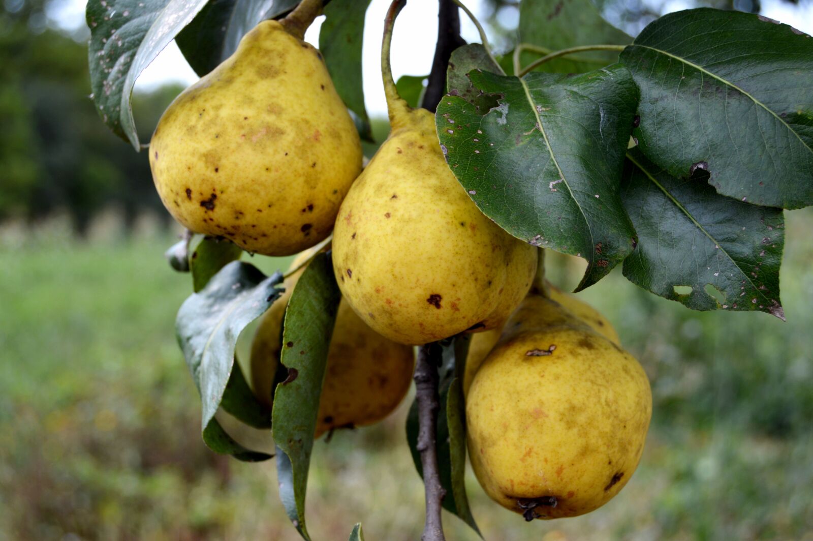 Nikon D3200 sample photo. Garden, pear, nature photography