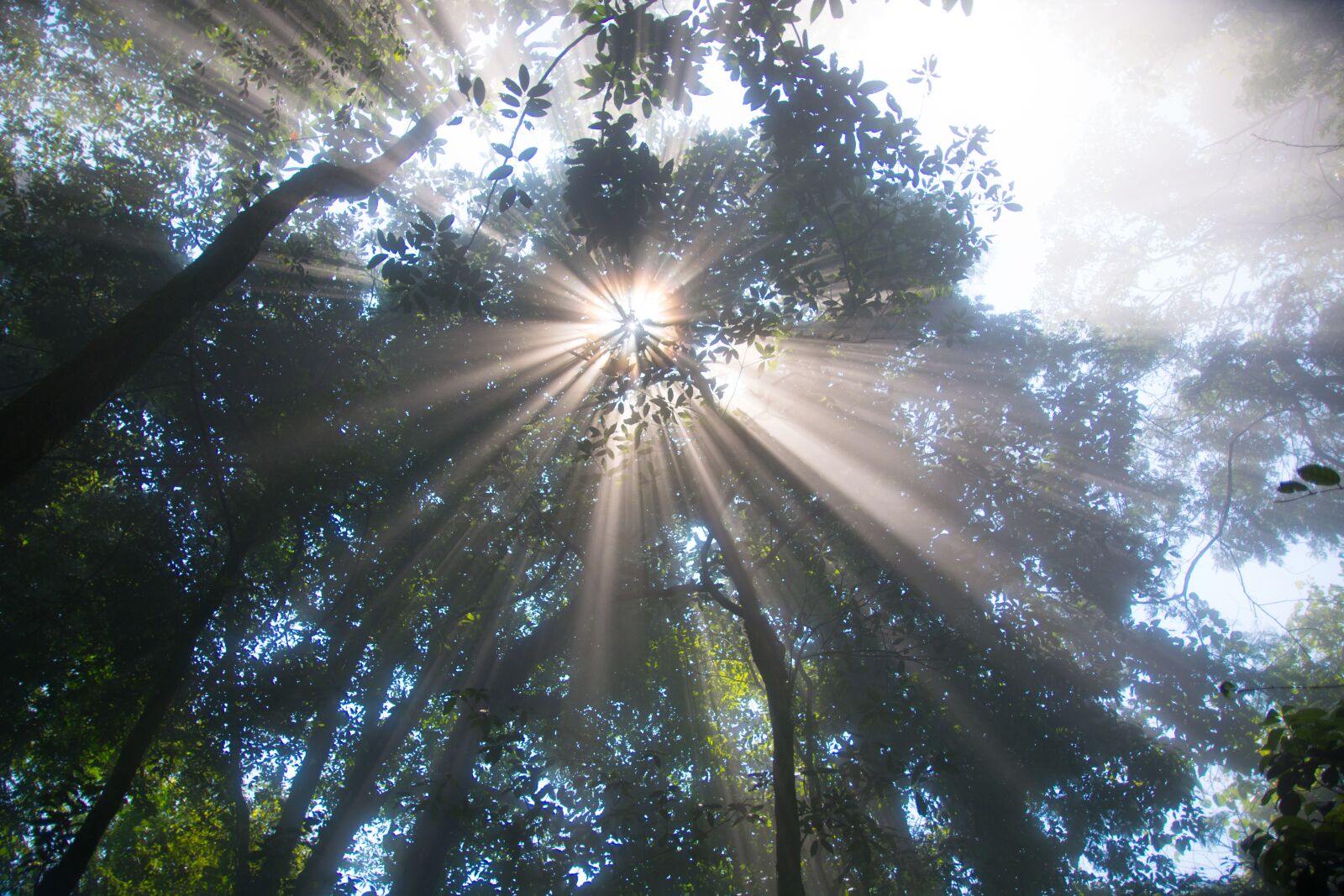Nikon D7100 sample photo. Sunshine, the sun, tree photography