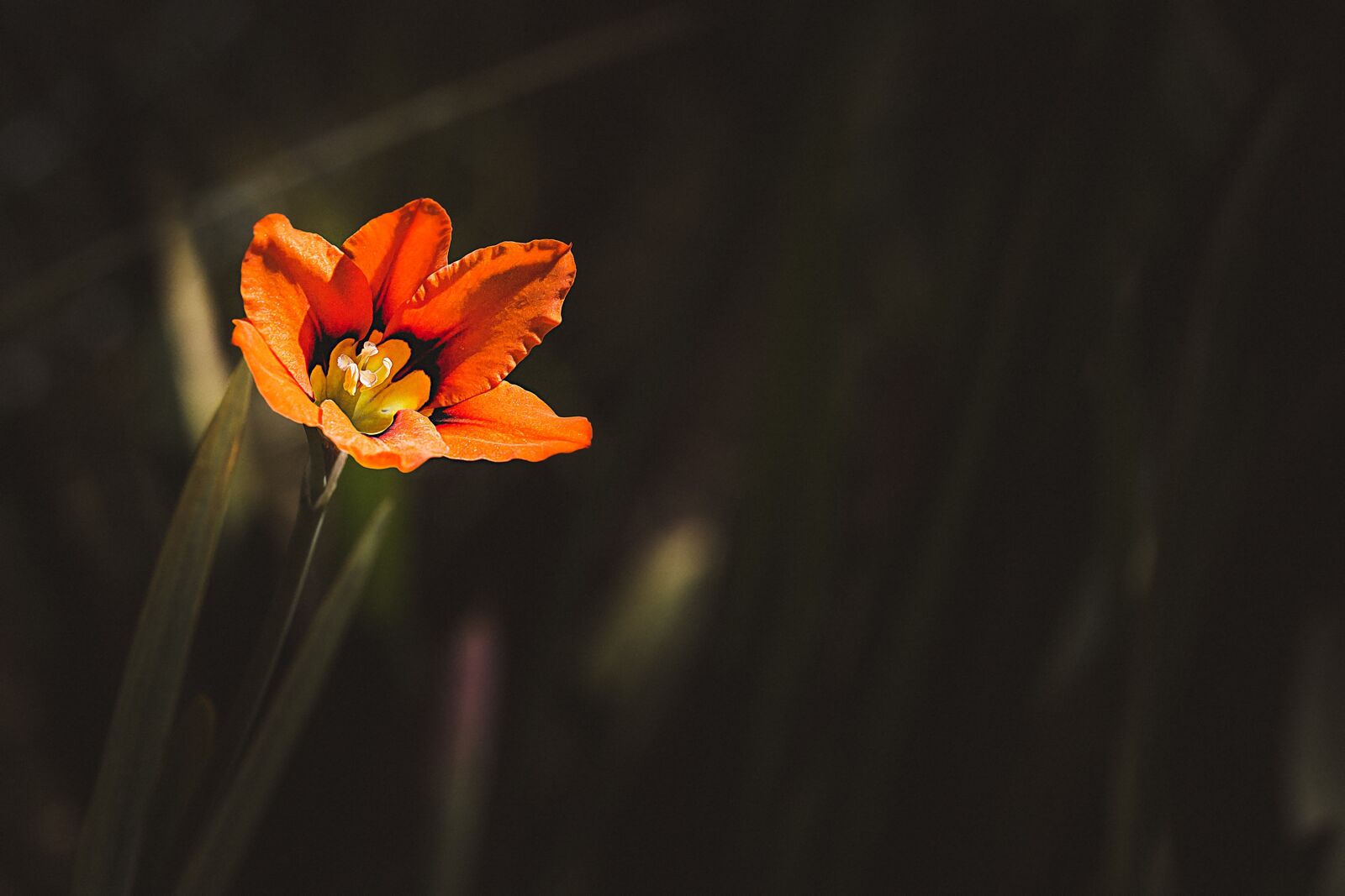 Nikon D7100 sample photo. Flower, orange, orange flower photography