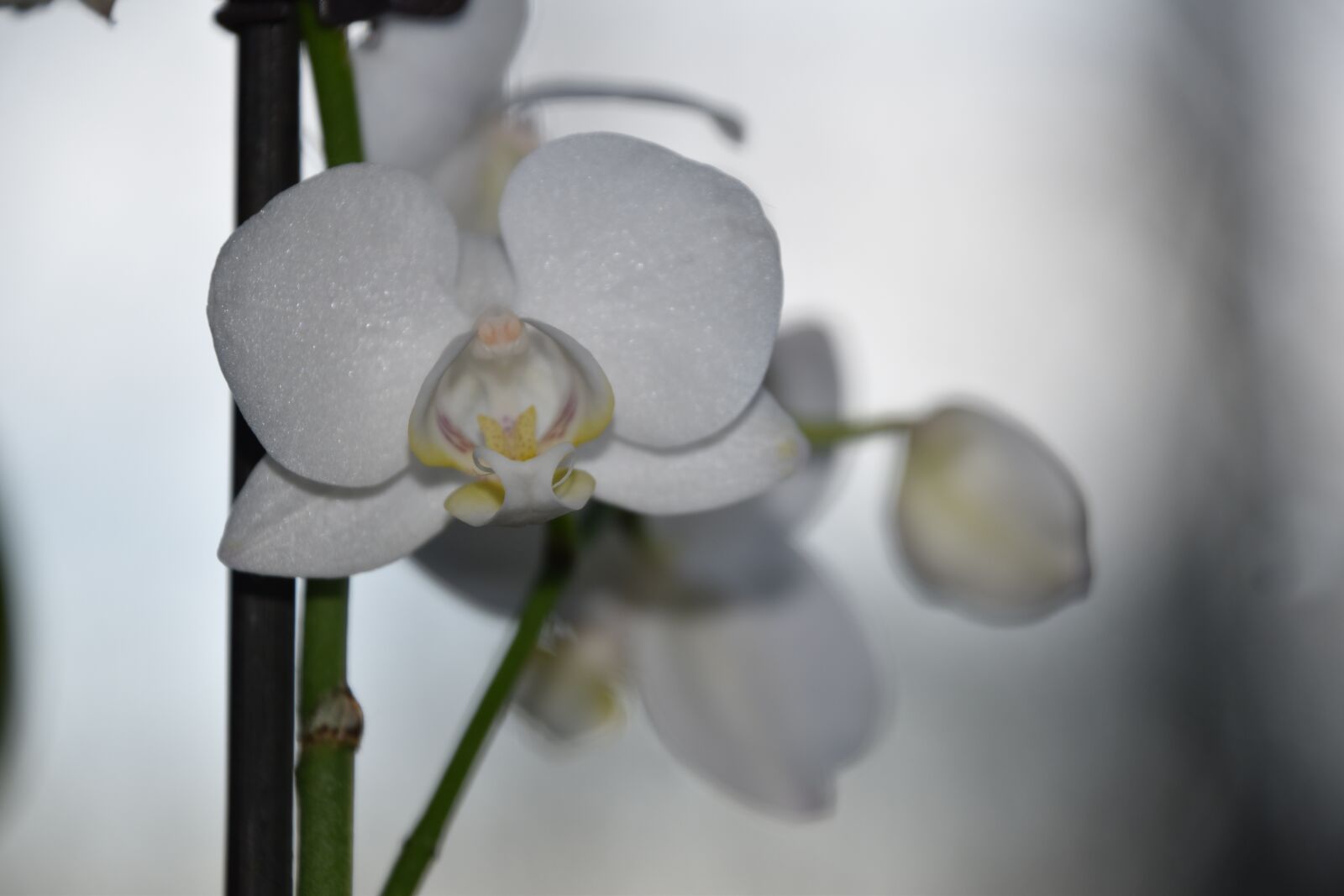 Nikon D5600 sample photo. Flower, nature, plant photography