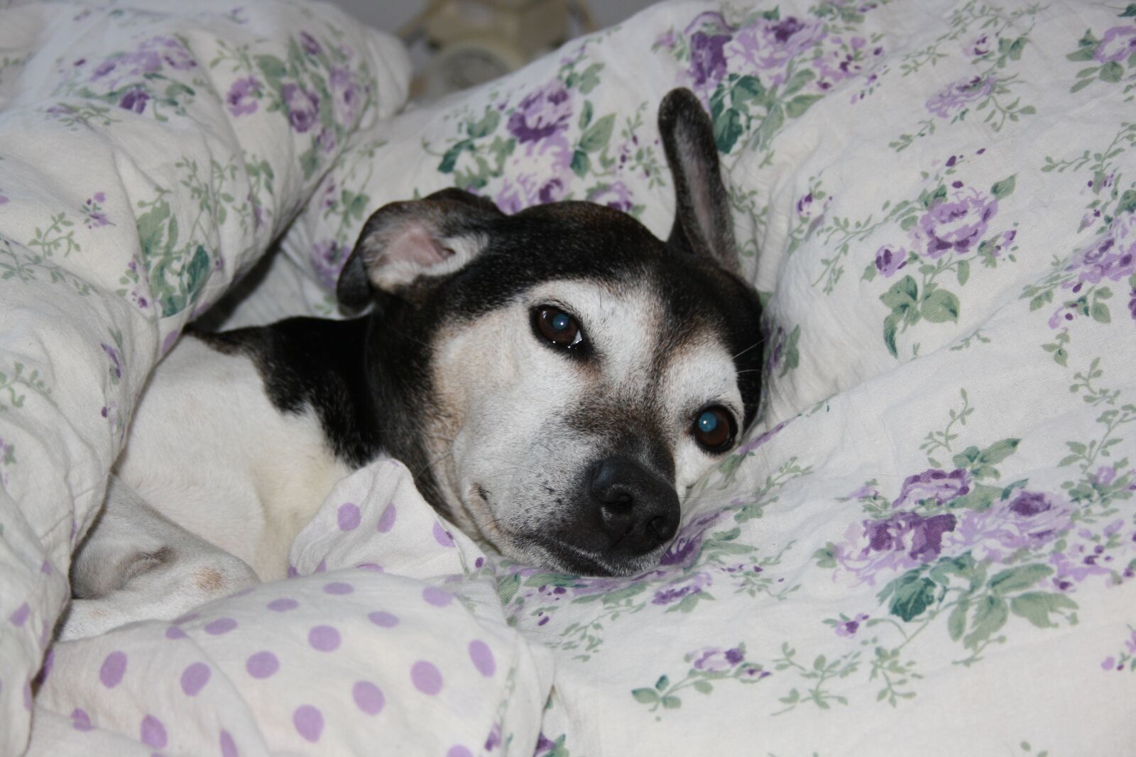 Canon EOS 1000D (EOS Digital Rebel XS / EOS Kiss F) sample photo. Dog, bed, pets photography