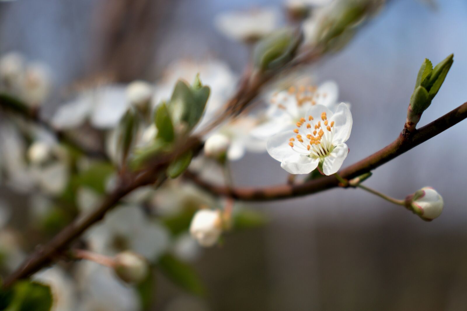 Canon EOS 800D (EOS Rebel T7i / EOS Kiss X9i) sample photo. White flower, cherry, spring photography