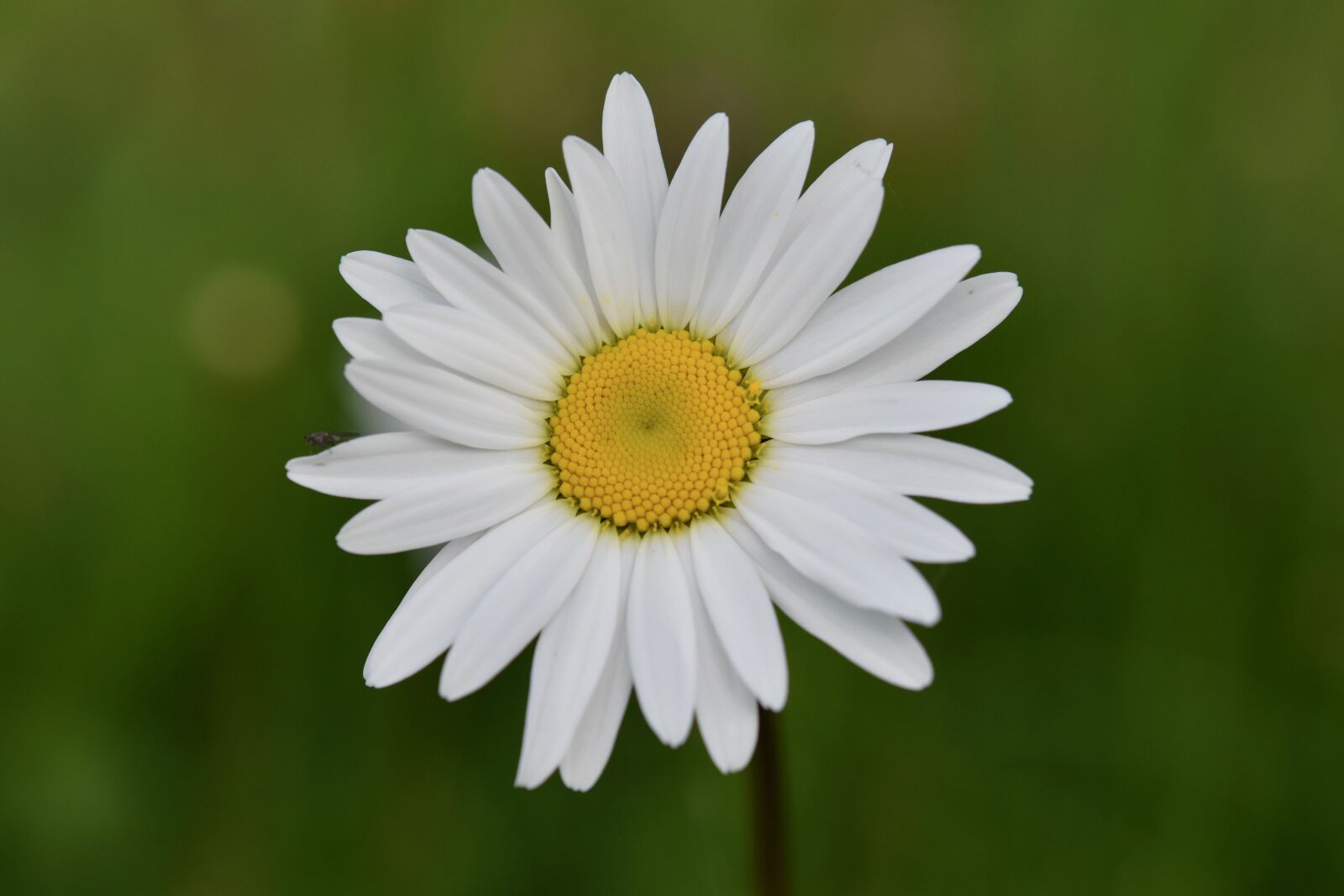 Nikon D5600 sample photo. Flower, marguerite, white petals photography