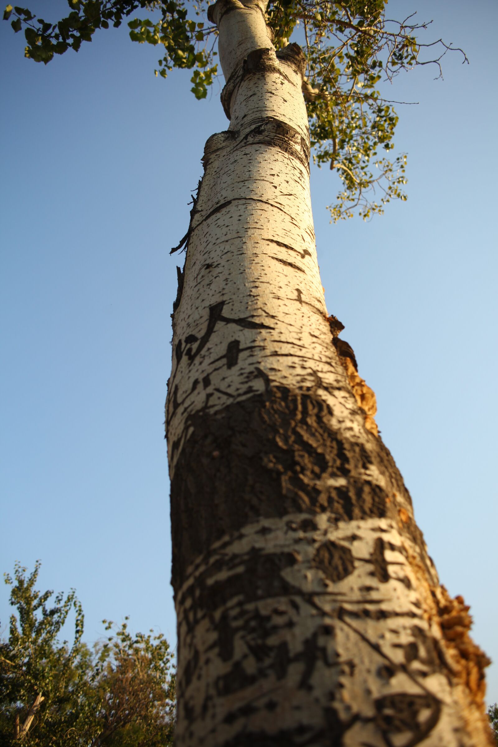 Canon EOS 5D Mark II sample photo. Big trees, lonely, not photography
