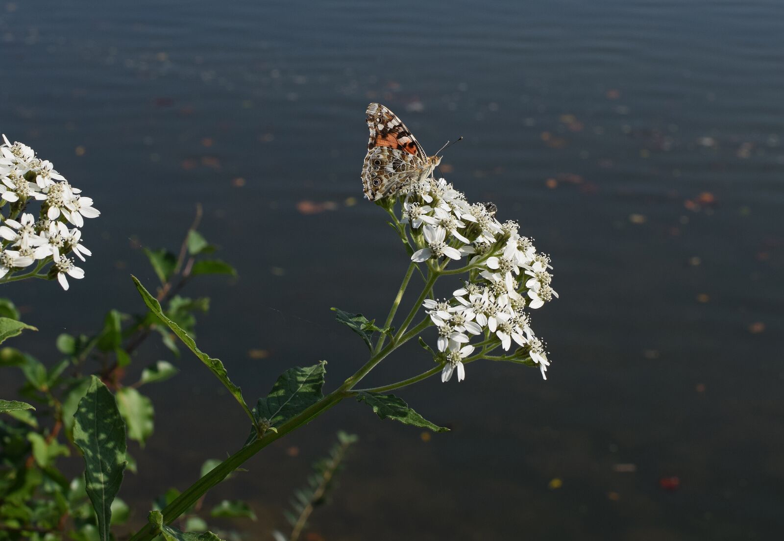 Nikon D3300 sample photo. American lady butterfly, insect photography