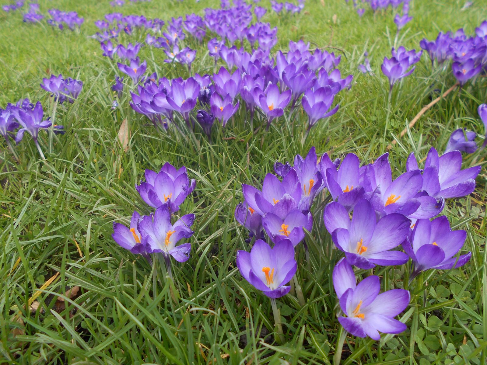 Nikon Coolpix A100 sample photo. Crocus, flower, spring photography