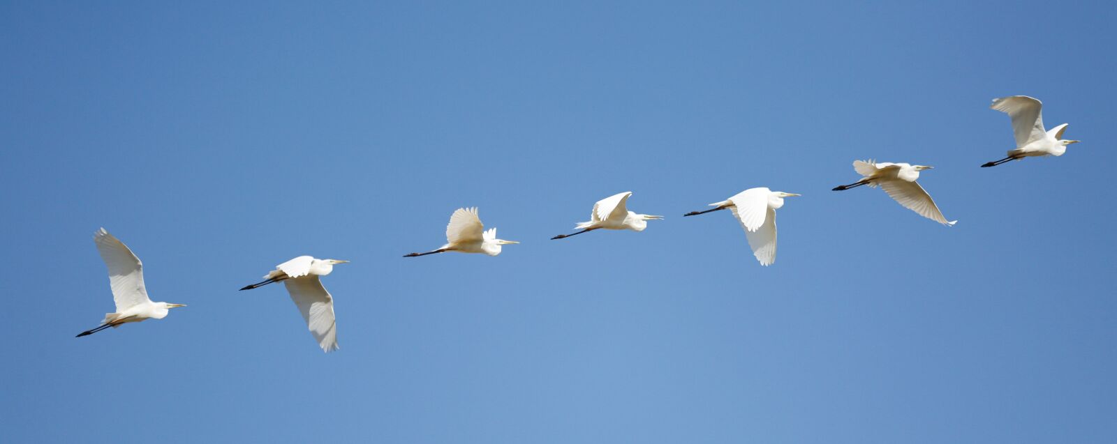 Canon EF 100-400mm F4.5-5.6L IS USM sample photo. Heron, bird, plumage photography