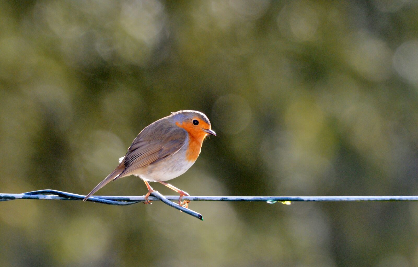 Nikon D600 sample photo. Robin, bird, nature photography