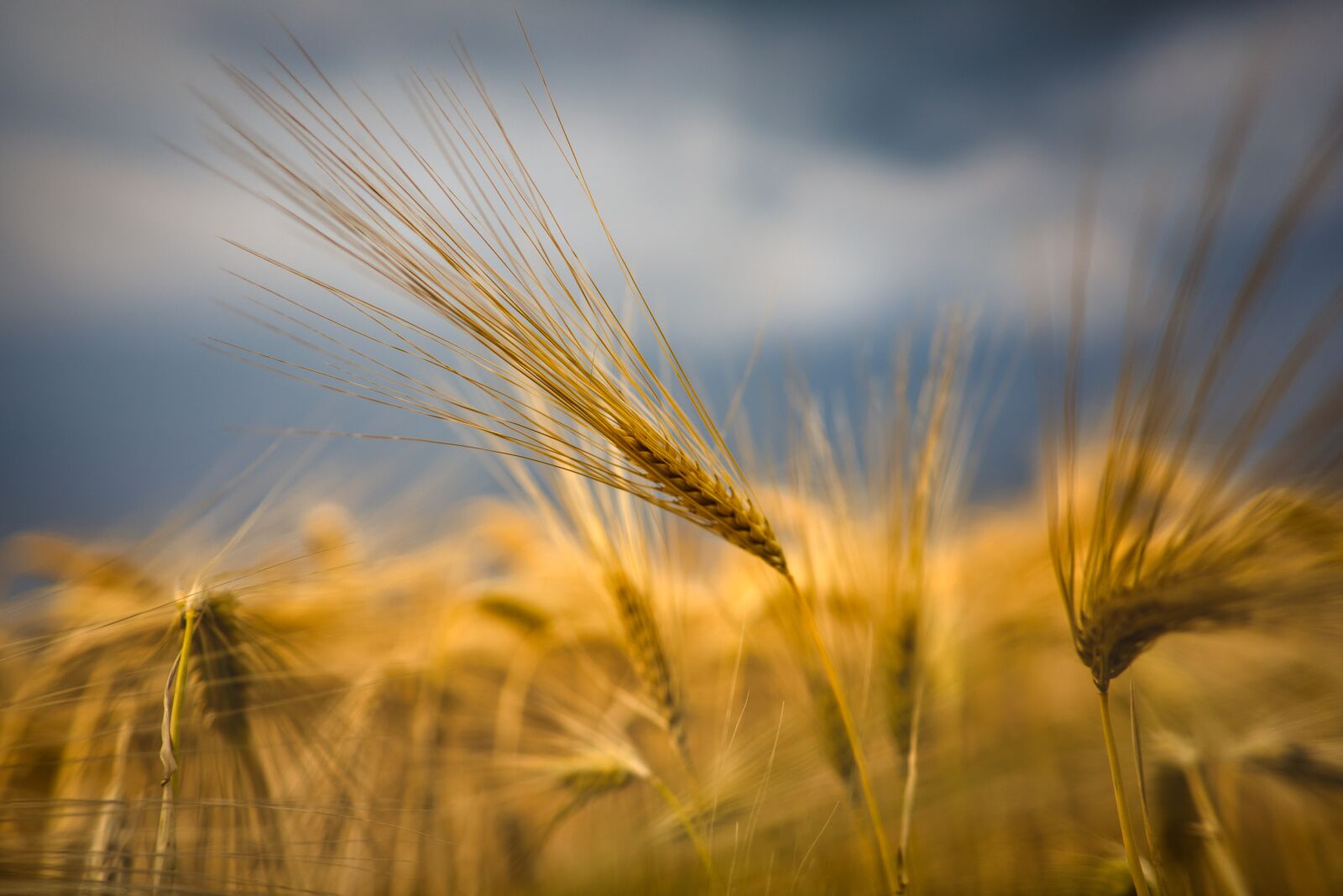 Canon EOS RP sample photo. Wheat, grain, field photography