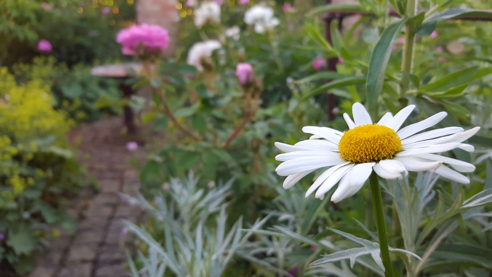 Samsung Galaxy S6 sample photo. Marguerite, shrub, flower photography