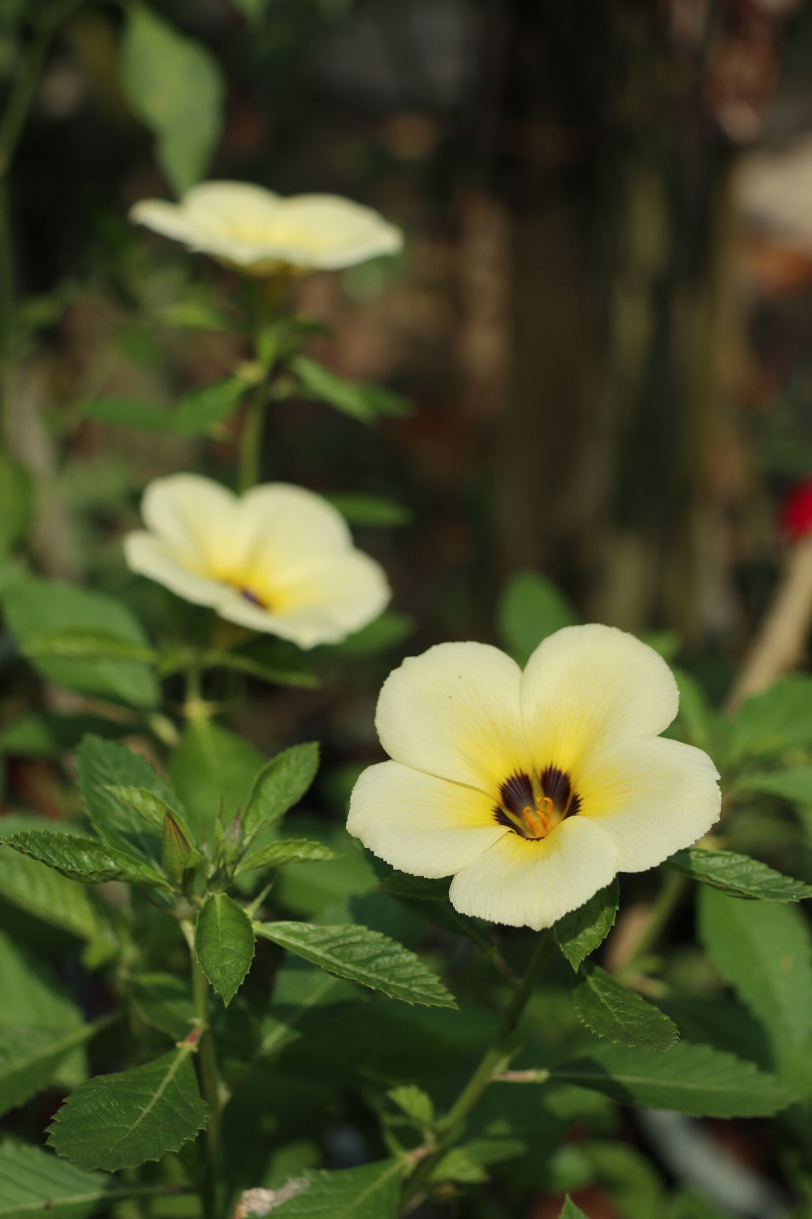 Canon EF-M 18-150mm F3.5-6.3 IS STM sample photo. Three yellow flowers, gardening photography