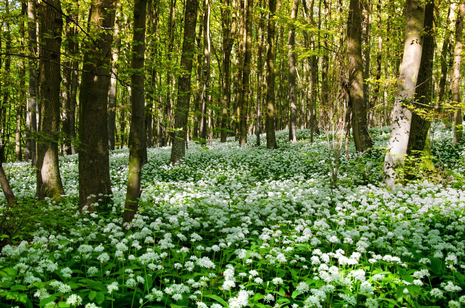 Nikon D5100 sample photo. Bear's garlic, wild garlic photography