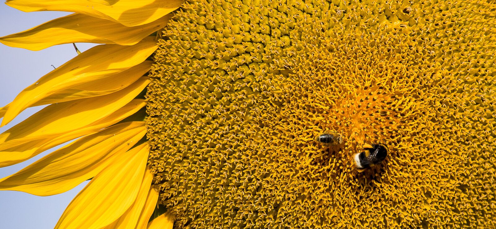 Canon EF-S 55-250mm F4-5.6 IS STM sample photo. Sunflower, plant, blossom photography